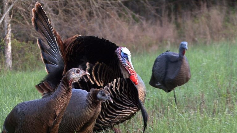 Bag Your Bird on Opening Day