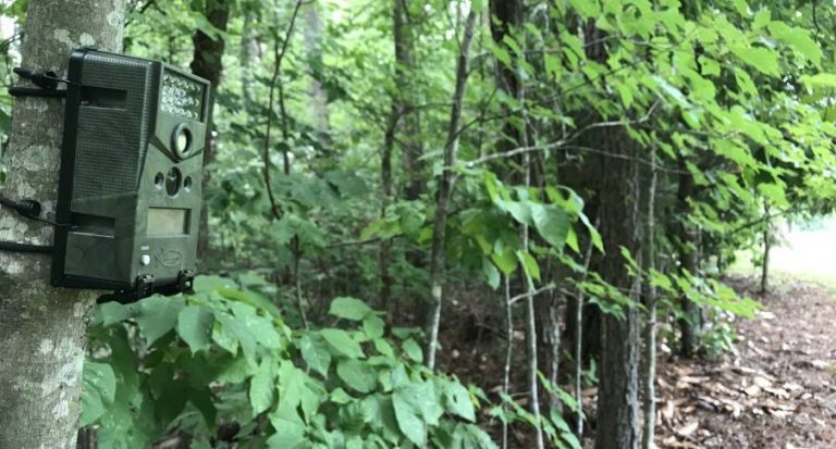7 Tips for Placing Trail Cameras on Public Land