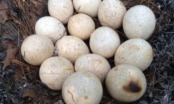 Does Prescribed Fire Negatively Impact Turkey Nesting?