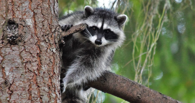 Bill Allowing Year-Round Hunting and Trapping of Raccoons and Opossums Passes Georgia Legislature