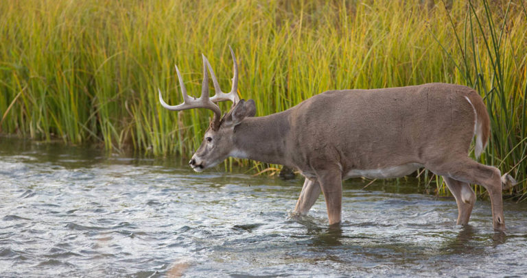 Hunting Your Own Land in Mississippi – Here’s What You Need to Know