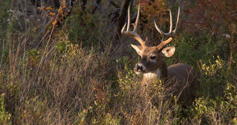2022-2023 Florida Deer Season Dates & Rules